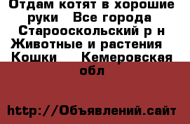 Отдам котят в хорошие руки - Все города, Старооскольский р-н Животные и растения » Кошки   . Кемеровская обл.